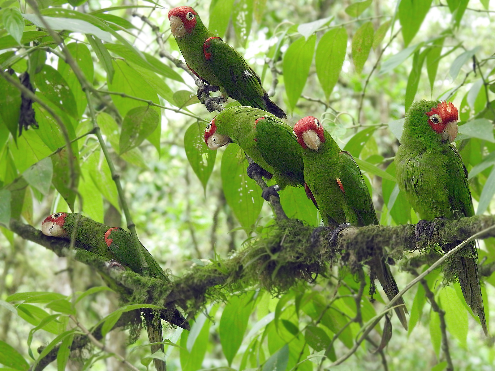¡Veinte periquitos vuelan de regreso a su bosque nativo!
